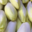endives