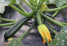 courgettes