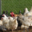La ferme de Beaumont, volaille