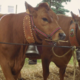Gaec Covena Le Gaccoz, la ferme du chateau