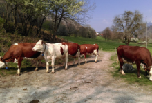 Gaec Covena Le Gaccoz, la ferme du chateau