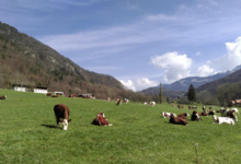 Gaec Covena Le Gaccoz, la ferme du chateau