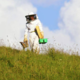 Boisier apiculture