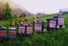 Boisier apiculture