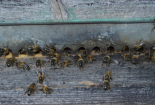 Boisier apiculture