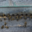 Boisier apiculture