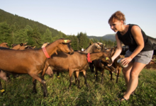 Ferme Des Moises