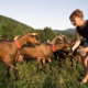 Ferme Des Moises