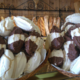 Fournil Lullinois, meringues chocolat