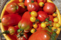 Le jardin du clos d'Allingues, tomates