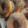 Petits Pains et Gourmandises, beignets