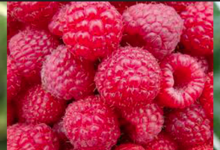 Les jardins de Banset, framboises bio