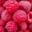 Les jardins de Banset, framboises bio