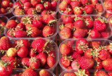 La Semilla, fraises