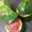 Boucherie Hotellier, courgette farcie