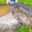 Ferme de Lorette, Tomme fermière de Lorette