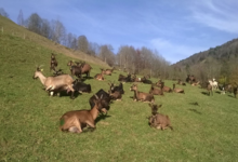 Ferme de la Correrie