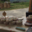 Ferme des Corbassieres, reblochon fermier