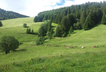 Les bergers de Comborse