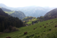 Les bergers de Comborse