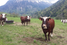 Les bergers de Comborse