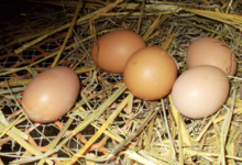 Ferme du Pré Paillard