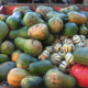 Ferme du Pré Paillard, courges