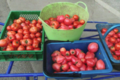 Ferme du Pré Paillard, tomates