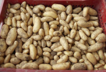 Ferme du Pré Paillard, pommes de terre