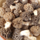 Ferme du Pré Paillard, morilles