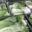 Les jardins de Salève Arbusigny, salades chicorées