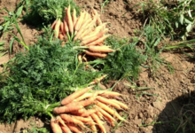 Les jardins de Salève Arbusigny, carottes botte