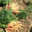 Les jardins de Salève Arbusigny, carottes botte