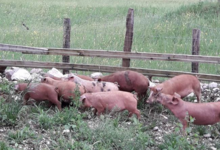 Chèvrerie de Noire Combe, porc fermier