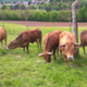 Ferme le Mont Charvet