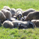 agneau fermier de race « Bizet »