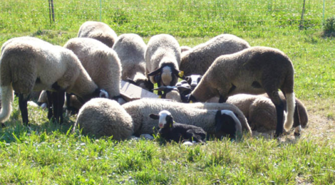 agneau fermier de race « Bizet »