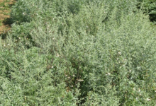 La Grande Absinthe (Artemisia Absinthium)