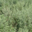 La Grande Absinthe (Artemisia Absinthium)