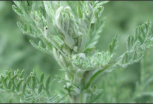 La Petite Absinthe (Artemisia Pontica)