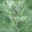 La Petite Absinthe (Artemisia Pontica)