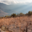 Domaine Coume del Mas