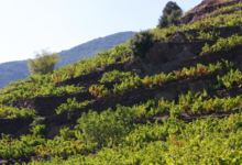 Domaine Coume del Mas
