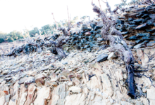 Domaine Coume del Mas