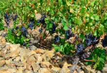 Domaine Du Dernier Bastion