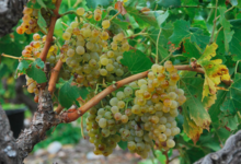 Domaine De La Coume Du Roy