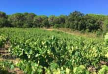 Vignobles d'Agly