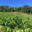 Vignobles d'Agly