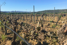 Vignobles d'Agly