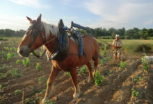 Vignobles d'Agly